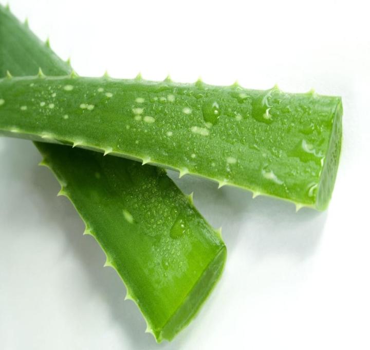 aloe_0.jpg