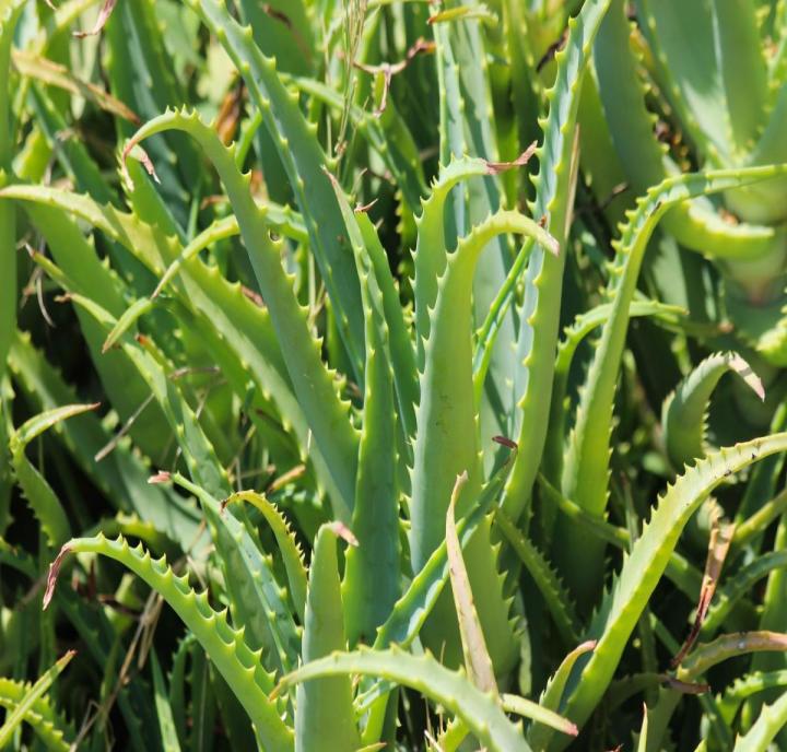 aloevera-g366081fc5_1920_0.jpg
