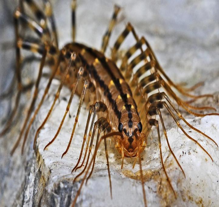 centipede-562036_1920_0.jpg
