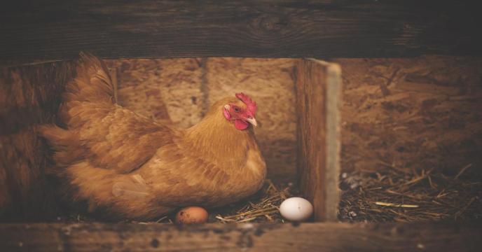 chicken-g75034efad_1920_0.jpg