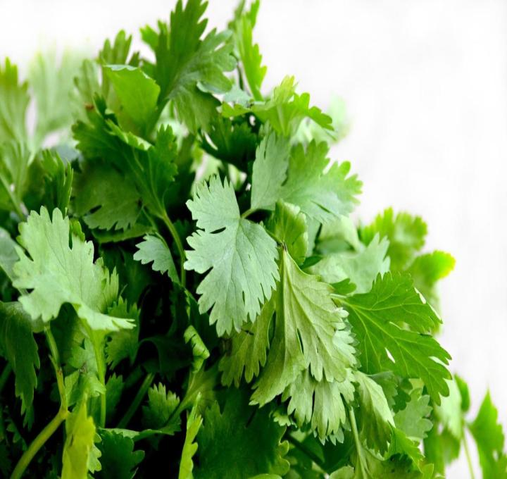 cilantro-1287301_1920_0.jpg