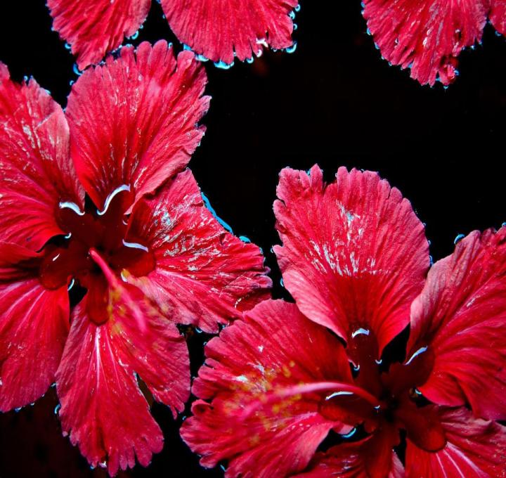 flower-1900333_1920_0.jpg