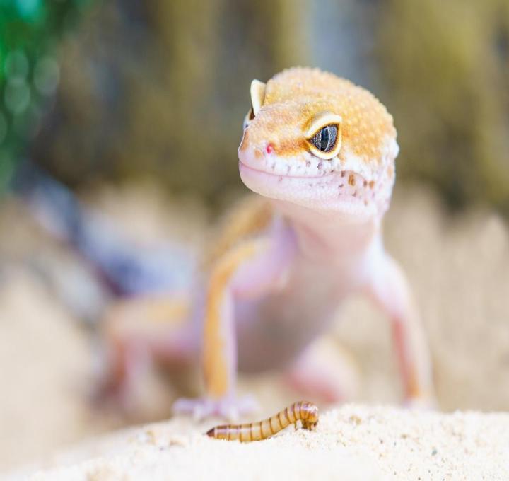 gecko-g47033ea0b_1920_0.jpg