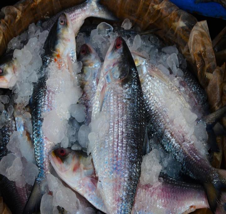 hilsa-fish-6393664_1920_0.jpg