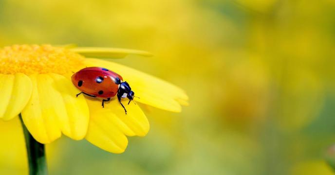 insect-gd5af740e5_1920_0.jpg