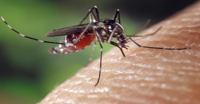 mosquito-g5c6bbf0df_1920_0.jpg