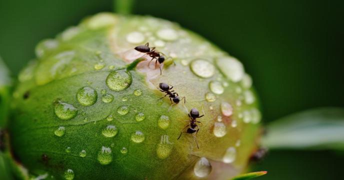 peony-g6365a8255_1920_1_0_0.jpg