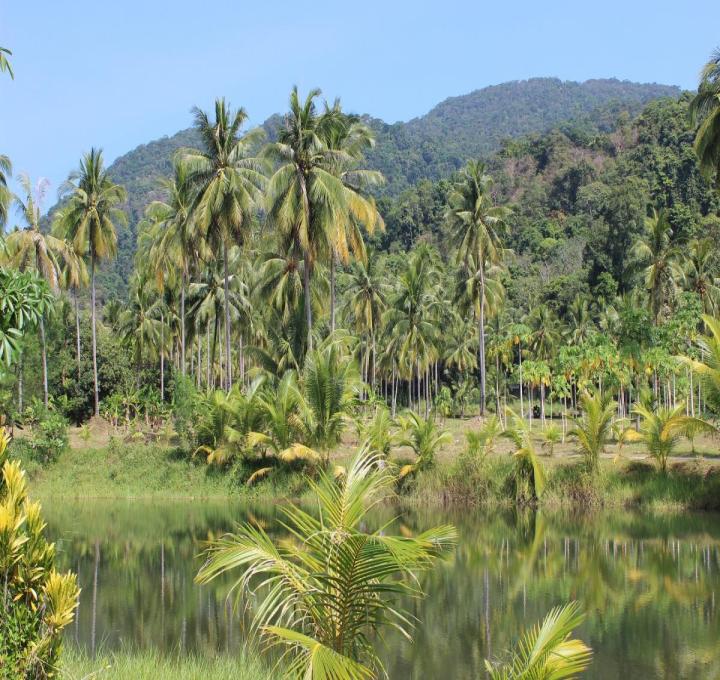 rain-forest-gaf804baf1_1920_0.jpg