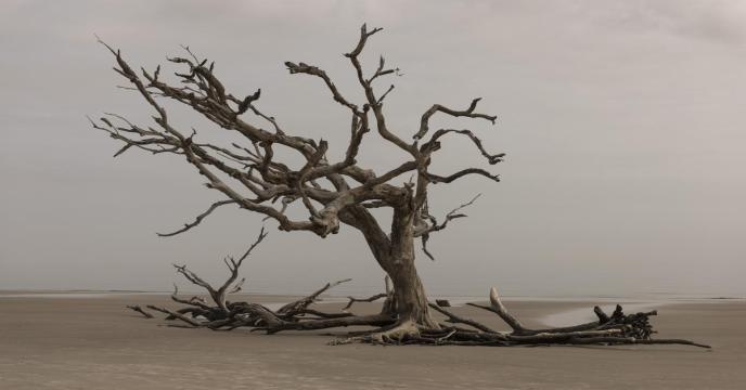 tree-g84d252981_1920_0.jpg
