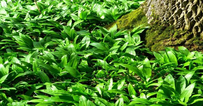 wild-garlic-ga47d1654c_1920_0.jpg